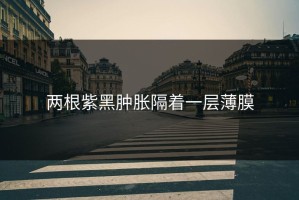 两根紫黑肿胀隔着一层薄膜