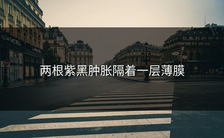 两根紫黑肿胀隔着一层薄膜 两根紫黑肿胀隔着一层薄膜